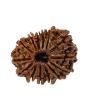 14 Mukhi Rudraksha (Nepal) 23.26 MM