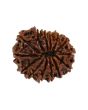14 Mukhi Rudraksha (Nepal) 23.26 MM