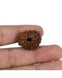 14 Mukhi Rudraksha (Nepal) 23.26 MM