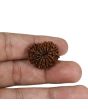 14 Mukhi Rudraksha (Nepal) 23.26 MM