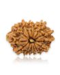 14 Mukhi Rudraksha (Nepal) 22.11 MM