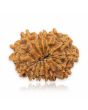 14 Mukhi Rudraksha (Nepal) 22.11 MM