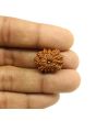 14 Mukhi Rudraksha (Nepal) 22.11 MM