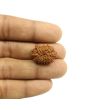 14 Mukhi Rudraksha (Nepal) 22.11 MM