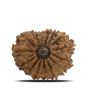 15 Mukhi Rudraksha (Nepal) 21.44 MM