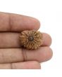 15 Mukhi Rudraksha (Nepal) 21.44 MM
