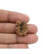 15 Mukhi Rudraksha (Nepal) 21.44 MM
