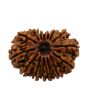 15 Mukhi Rudraksha (Nepal) 24.6 MM