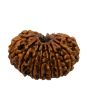 15 Mukhi Rudraksha (Nepal) 24.6 MM