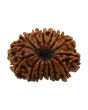 15 Mukhi Rudraksha (Nepal) 24.6 MM