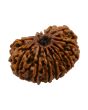15 Mukhi Rudraksha (Nepal) 24.6 MM