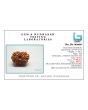 15 Mukhi Rudraksha (Nepal) 24.6 MM