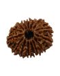 15 Mukhi Rudraksha (Nepal) 25.3 MM