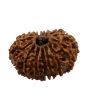 15 Mukhi Rudraksha (Nepal) 25.3 MM