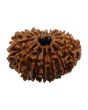 15 Mukhi Rudraksha (Nepal) 25.3 MM