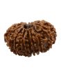 15 Mukhi Rudraksha (Nepal) 25.3 MM