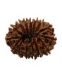 15 Mukhi Rudraksha (Nepal) 25.3 MM