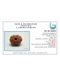 15 Mukhi Rudraksha (Nepal) 25.3 MM