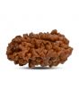 1 mukhi kaju shape Indian Rudraksha 30.52 M.M.