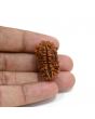 1 mukhi kaju shape Indian Rudraksha 30.52 M.M.