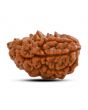 1 mukhi kaju shape Indian Rudraksha 30.12 M.M.