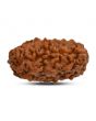 1 mukhi kaju shape Indian Rudraksha 30.12 M.M.