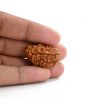 1 mukhi kaju shape Indian Rudraksha 30.12 M.M.