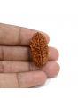 1 mukhi kaju shape Indian Rudraksha 30.12 M.M.