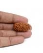1 mukhi kaju shape Indian Rudraksha 30.12 M.M.