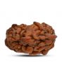 1 mukhi kaju shape Indian Rudraksha 27.07 M.M.