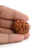 1 mukhi kaju shape Indian Rudraksha 27.07 M.M.