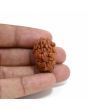 1 mukhi kaju shape Indian Rudraksha 27.07 M.M.
