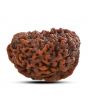 1 mukhi kaju shape Indian Rudraksha 30.91 M.M.