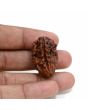 1 mukhi kaju shape Indian Rudraksha 30.91 M.M.