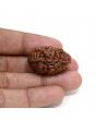 1 mukhi kaju shape Indian Rudraksha 30.91 M.M.