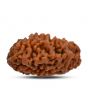 1 mukhi kaju shape Indian Rudraksha 29.44 M.M.