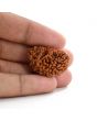 1 mukhi kaju shape Indian Rudraksha 29.44 M.M.