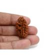 1 mukhi kaju shape Indian Rudraksha 29.44 M.M.
