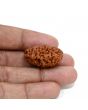 1 mukhi kaju shape Indian Rudraksha 29.44 M.M.
