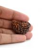1 mukhi kaju shape Indian Rudraksha 33.02 M.M.