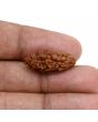 1 mukhi kaju shape Indian Rudraksha 23.75 M.M.