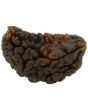1 Mukhi Rudraksha (Ek Mukhi)