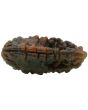 1 Mukhi Rudraksha (Ek Mukhi)