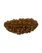 1 Mukhi Rudraksha