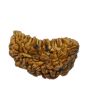 1 Mukhi Rudraksha 28.82 MM
