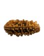 1 Mukhi Rudraksha 28.82 MM