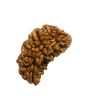 1 Mukhi Rudraksha 28.82 MM