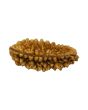 1 Mukhi Rudraksha 28.75 MM