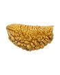1 Mukhi Rudraksha 26.98 MM