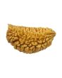 1 Mukhi Rudraksha 26.98 MM